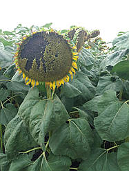 Насіння соняшнику ОСМАН під Евролайтнинг, Гібрид стійкий до вовчка шести рас і засухи. Урожайний 38 ц/га.