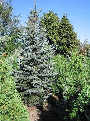 Ялина блакитна (Picea pungens)