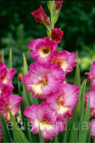 Гладіолус Windsong (Вінсон) 10/12 3 шт./пач.