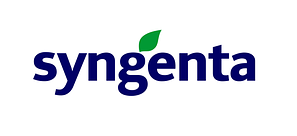 Насіння кукурудзи Сингента (Syngenta)