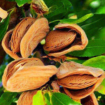 Мигдаль Метеор