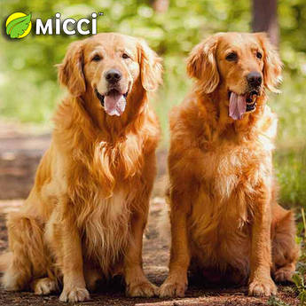 Корм для собак та котів