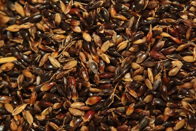 Сидерат насіння сорту Суданка, 1 кг