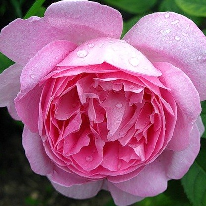 Троянда англійська Мері Роуз