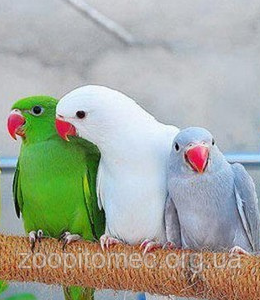 Анимациялық секс гифтері