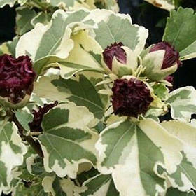 Гібіскус сирійський Пурпуреа Варієгат \ Hibiscus syriacus purpureus variegatus ( саджанці 3 роки)