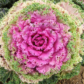 Капуста декоративна