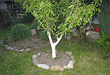 Фарба садова для дерев 4 кг ТМ "ПРАЙМЕР", фото 2