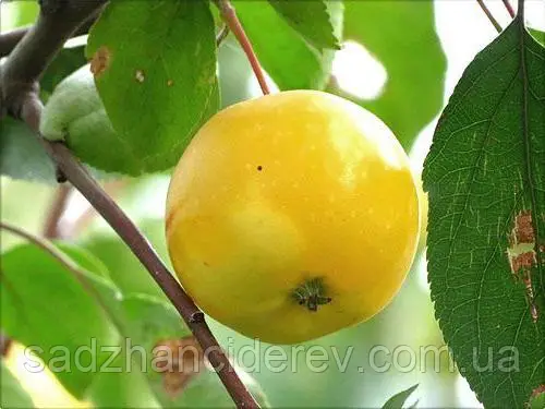 Саджанці яблунь Ренет Ландсбергський (Макова ренета)