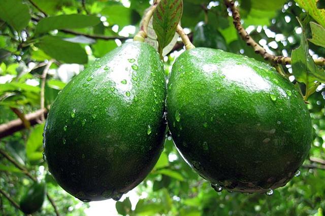 Тепличні умови вирощування авокадо