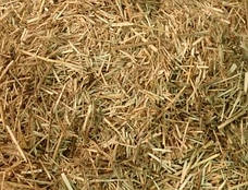  Костра льону