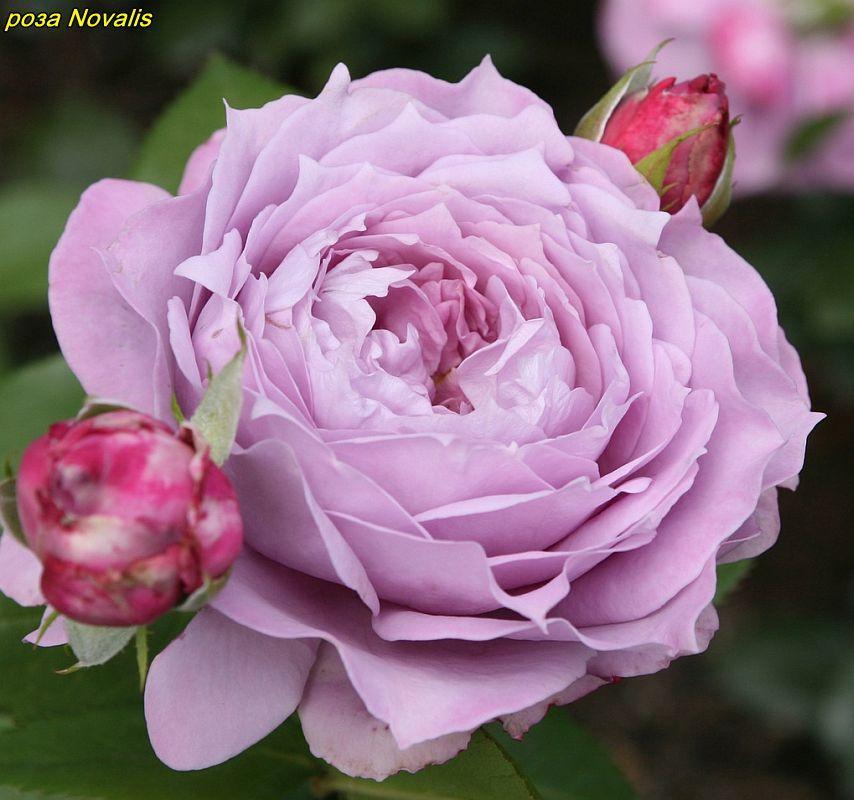 Троянда Novalis® (Наболіс) відвантаження