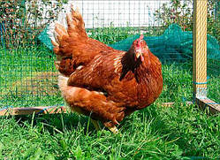 Добові курчата Ребро (4 кг,до 300 яєць)