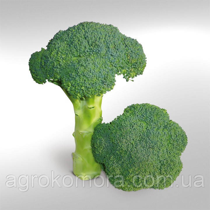 KS 355 F1 броколі 1000нас Kitano Seeds, фото 1