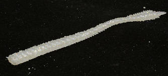 Приманка TSURIBITO HAYAKAWA 3.8'''(95 мм) S004 їстівна, силіконова (пакет. 6шт.) (35190)