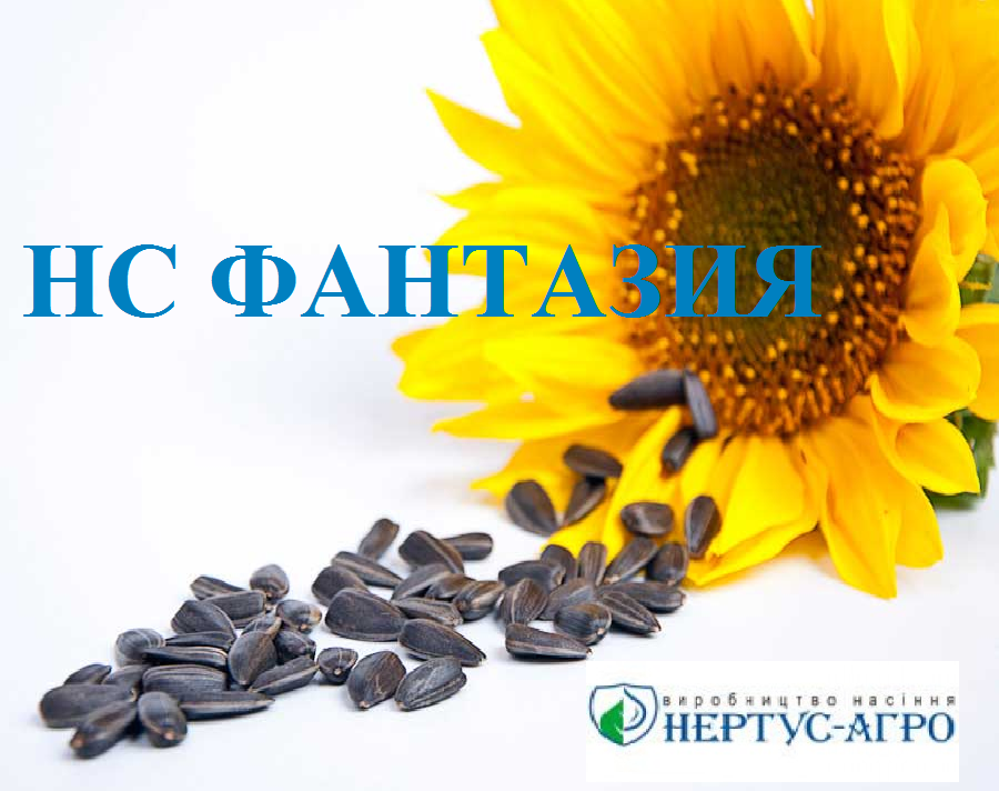 Насіння соняшнику НС ФАНТАЗІЯ (еліт), А-Е, Нертус Агро