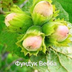 Фундук Вебба (однорічні відводки), фото 1