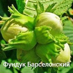 Фундук Барселонський дворічний (Відводки)