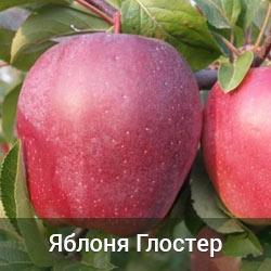 Яблуня Глостер 2 льотки, фото 1