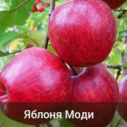 Яблуня Моді 1 річка