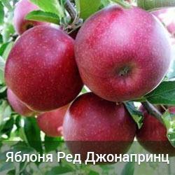 Яблуня Ред Джонапринц 1 річка