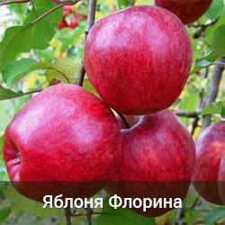 Яблуня Флоріна