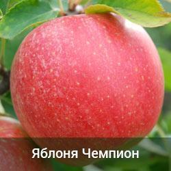 Яблуня Чемпіон 2 річка, фото 1