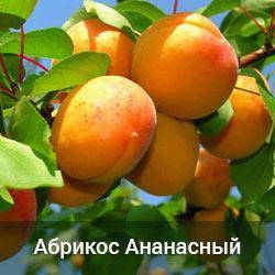 Абрикос Ананасний (однорічний привитий)