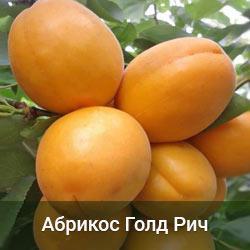 Абрикос Голд Річ, фото 1