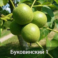 Грецкий орех Буковинский-1 двухлетний