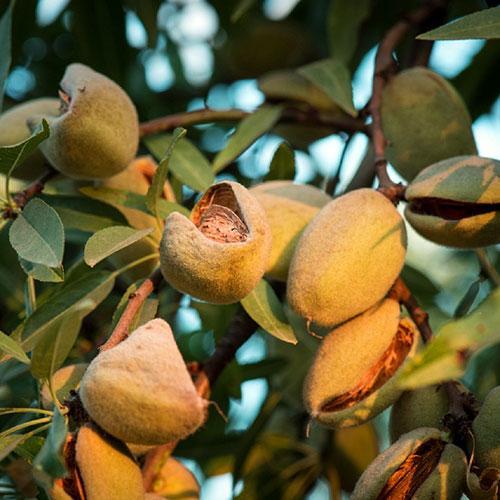 Миндаль Десертний 1-но річний, фото 1