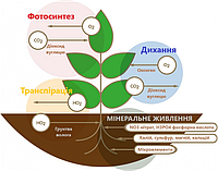 Гумат калію Гуміфілд