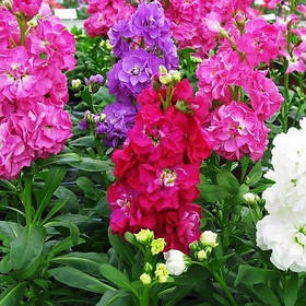 Левкой - насіння левкої