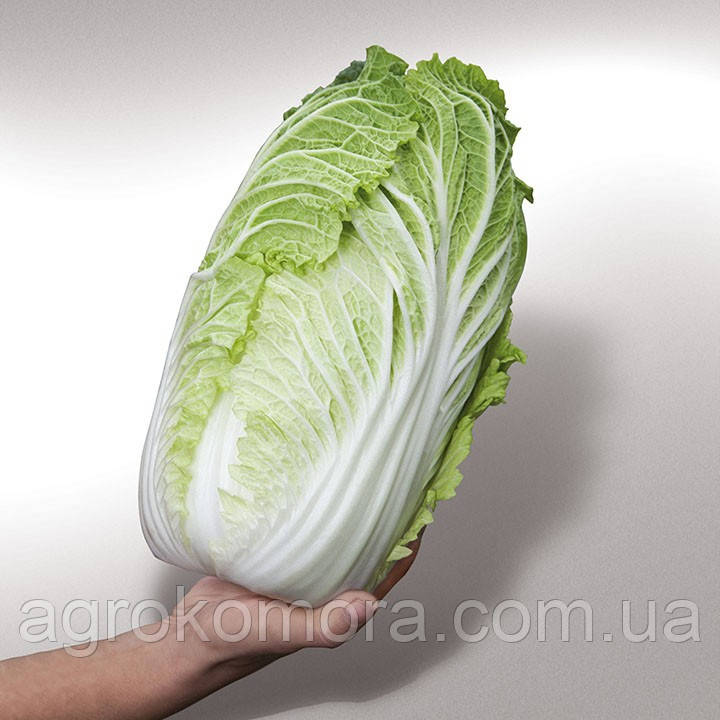Яморі / KS 340 F1 капуста пекінська 1000нас Kitano Seeds, фото 1