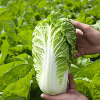 Маноко F1 капуста пекінська 2500нас Bejo Zaden