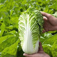 Маноко F1 капуста пекінська 10 000нас Bejo Zaden