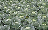 Зенон F1 2500 шт. насіння капусти Syngenta Голландія, фото 3