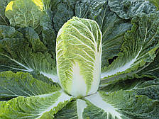 Базуко F1 капуста пекінська 2500нас Bejo Zaden