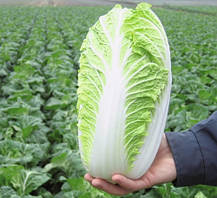 Еміко F1 капуста пекінська 10 000нас Bejo Zaden