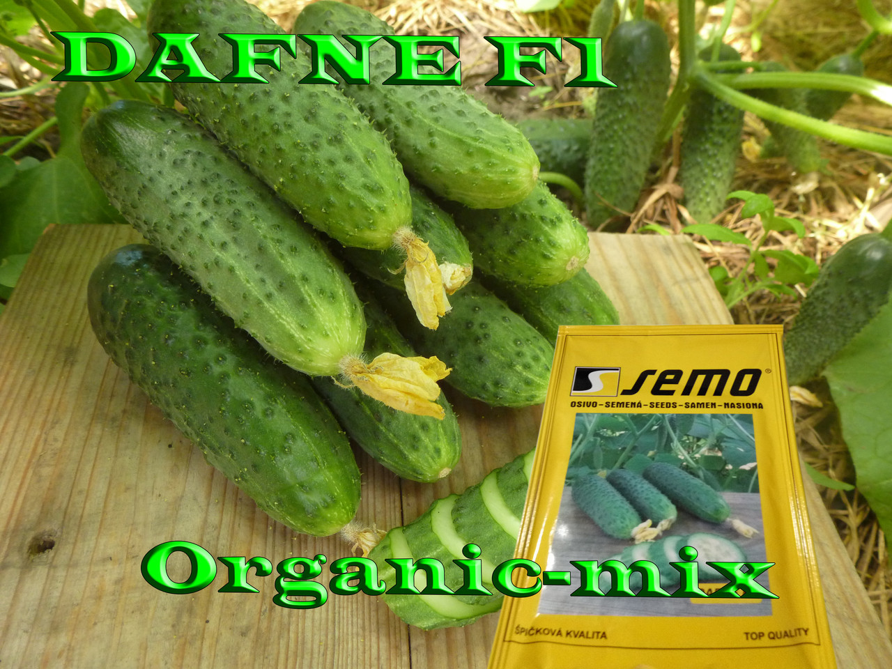 ХІТ 2019 - ДАФНЕ F1 (DAFNE F1), ТМ SEMO (Чехія), 100 насіння