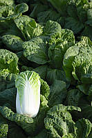 Білко F1 капуста пекінська 2500нас Bejo Zaden