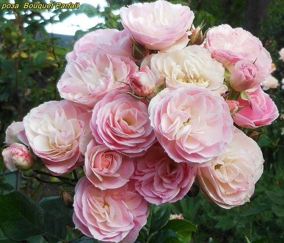 Троянда Bouquet Рarfait (Букет Перфейт) мускусний гібрид