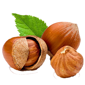 Саджанці фундука