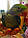 Олександрійський папуга - пташенята годованці, фото 2