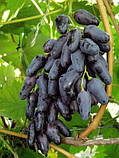 Саджанці винограду ОДЕССЬКИЙ СУВІНІР середньобічного терміну дозрівання, фото 3