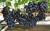 Саженцы винограда КРАСА БАЛОК раннего срока созревания