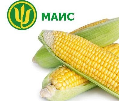 Насіння кукурудзи Аргентум МАЇС (ФАО 250)