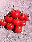 Насіння томату BT 236 F1, раннє, BT TOHUM Туреччина