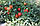 Насіння томату BT 236 F1, раннє, BT TOHUM Туреччина, фото 5