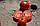 Насіння томату BT 236 F1, раннє, BT TOHUM Туреччина, фото 8